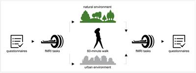 A one-hour walk in nature reduces amygdala activity in women, but not in men